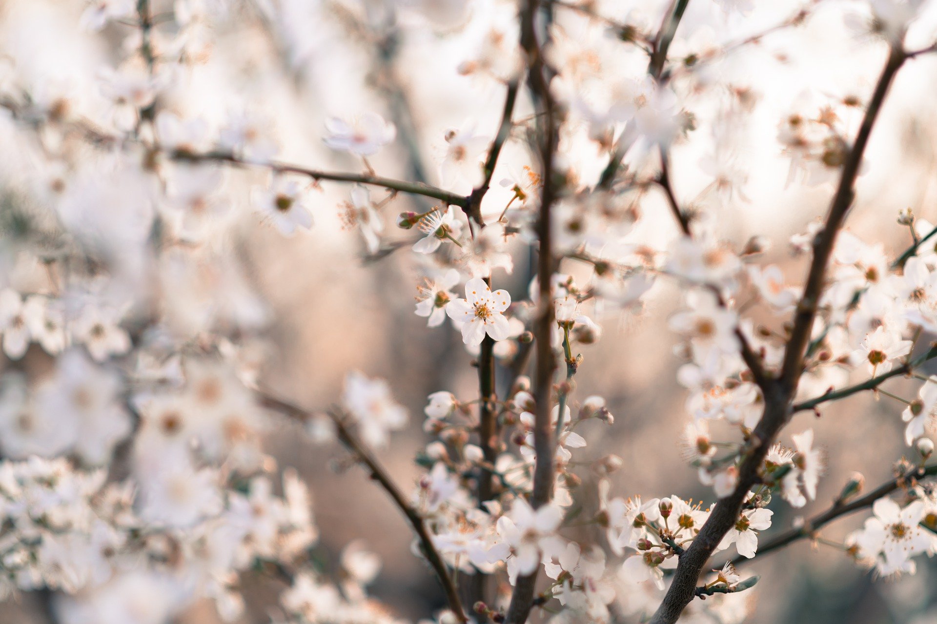  틱낫한 스님의 천천히 가는 삶 17계명