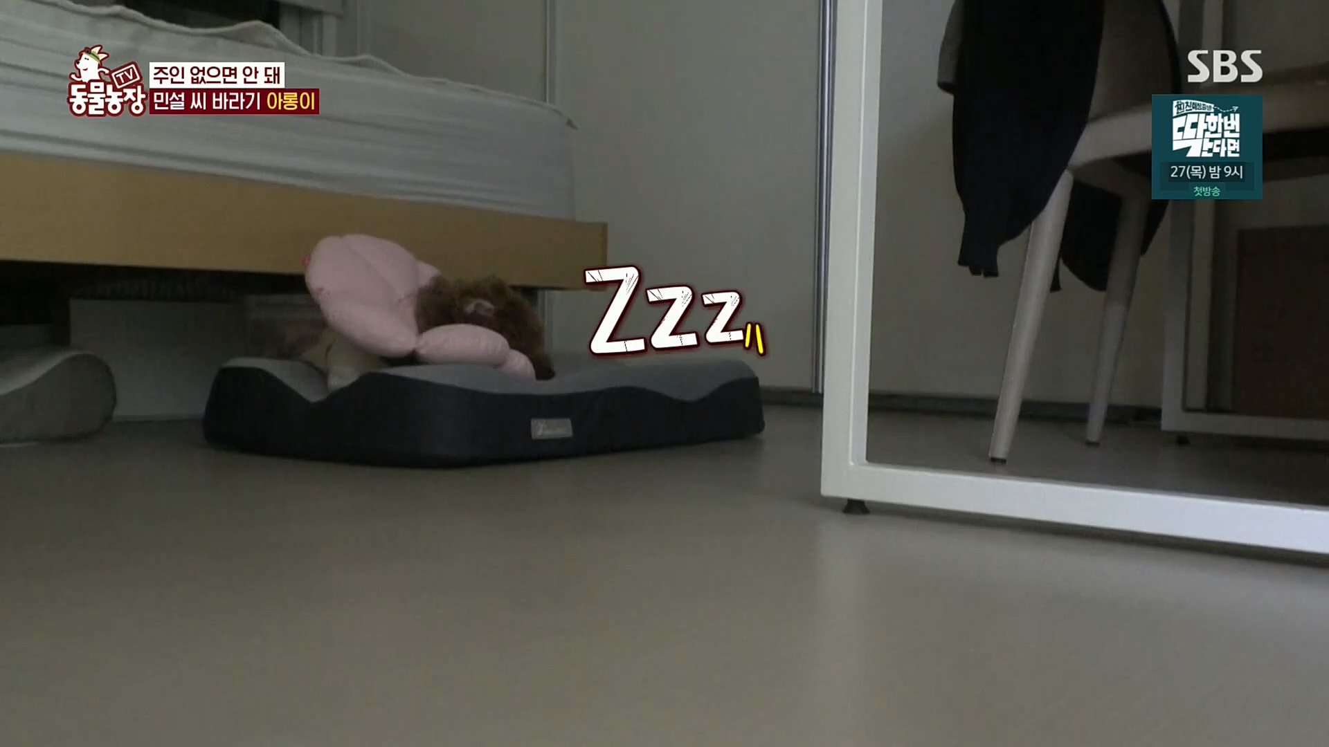 TV 동물농장.E1092.221023p.H264-F1RST.mp4_20221023_182748.587.jpg