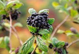 가시오가피의 12가지 장점 13