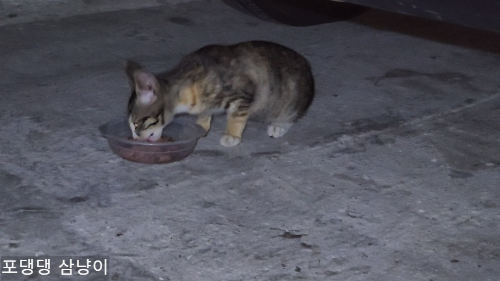 아기-고양이-밥-먹는-중.