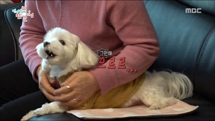 말티즈는 참지않긔짤 말티즈 화난짤 치와와분노짤 말티즈는 참지않긔짤 말티즈 화난짤 치와와분노짤