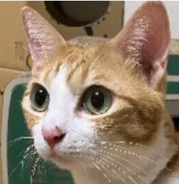 고양이 체온&#44; 발열 증상과 저체온 위험