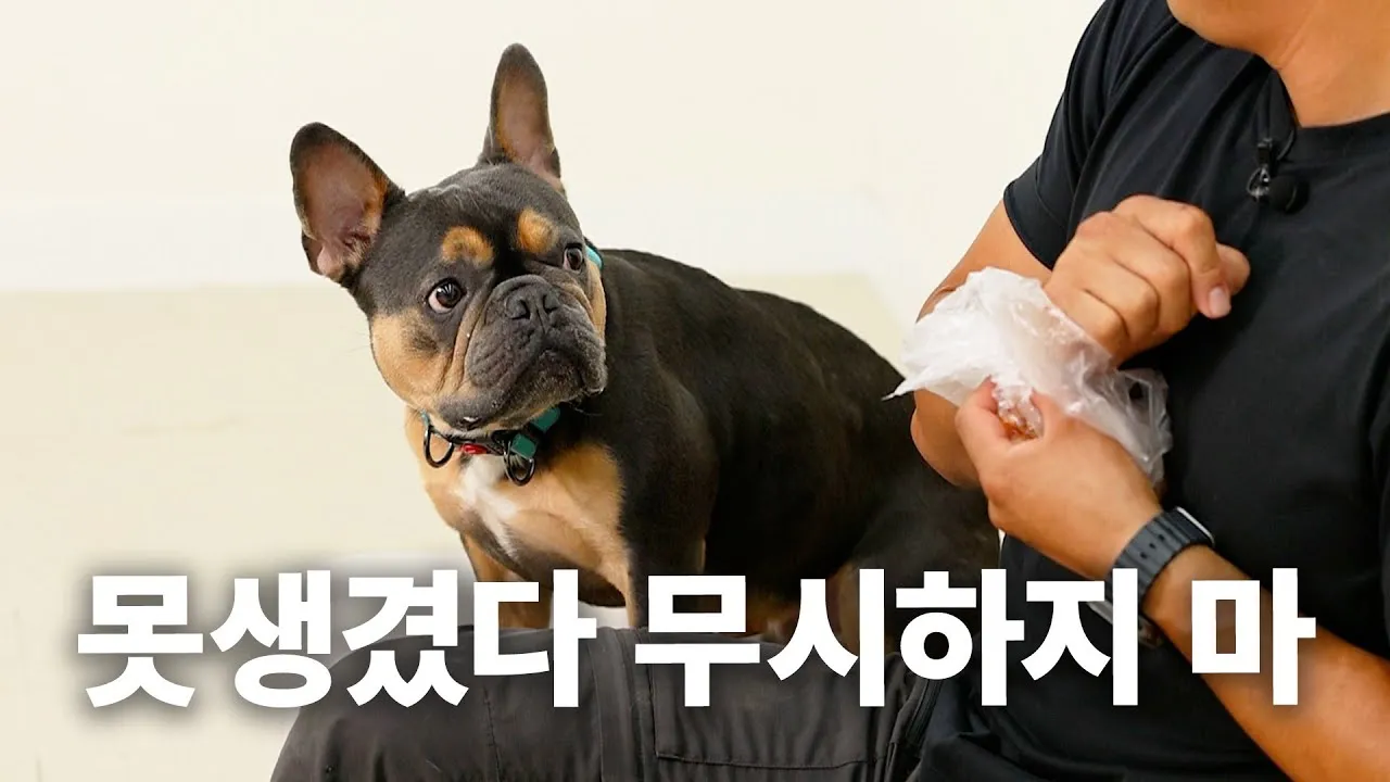 불독 종류 프렌치불독 잉글리쉬불독 성격 특징_5