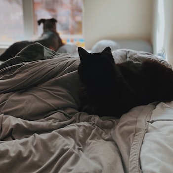  강아지 피지낭종: 원인, 증상, 치료법을 알아보자