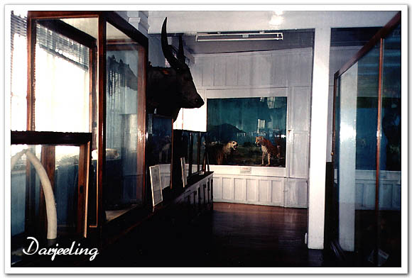 인도-다르질링-자연사박물관
