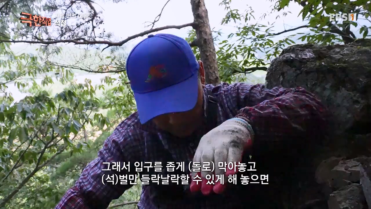 TV - 전 국민의 평생학교 EBS가을 산의 대물! 석청과 버섯.mp4_20230916_171653.598.jpg