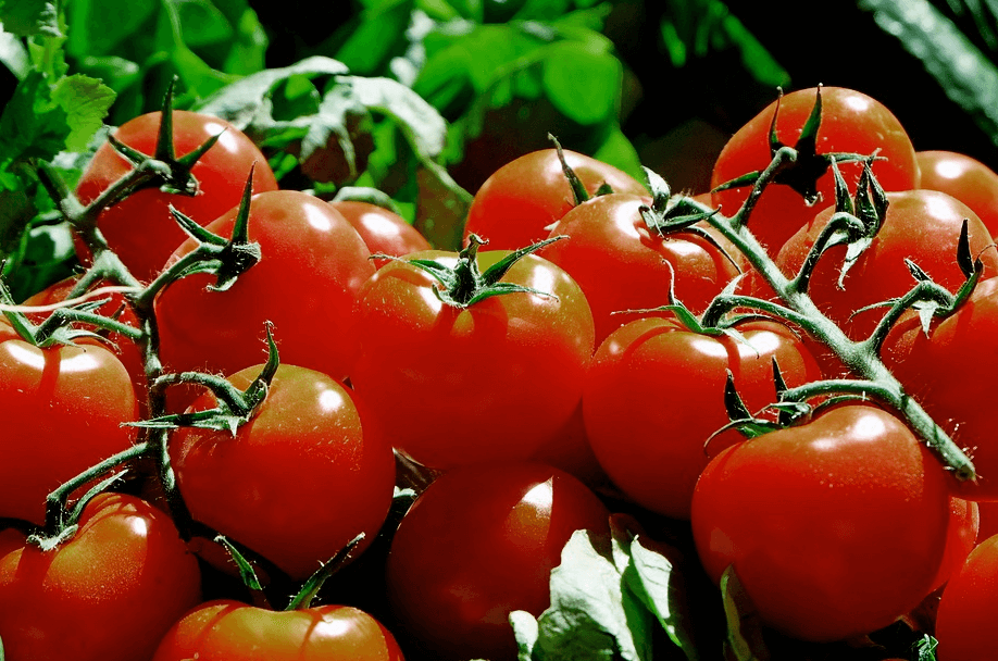 토마토 종류