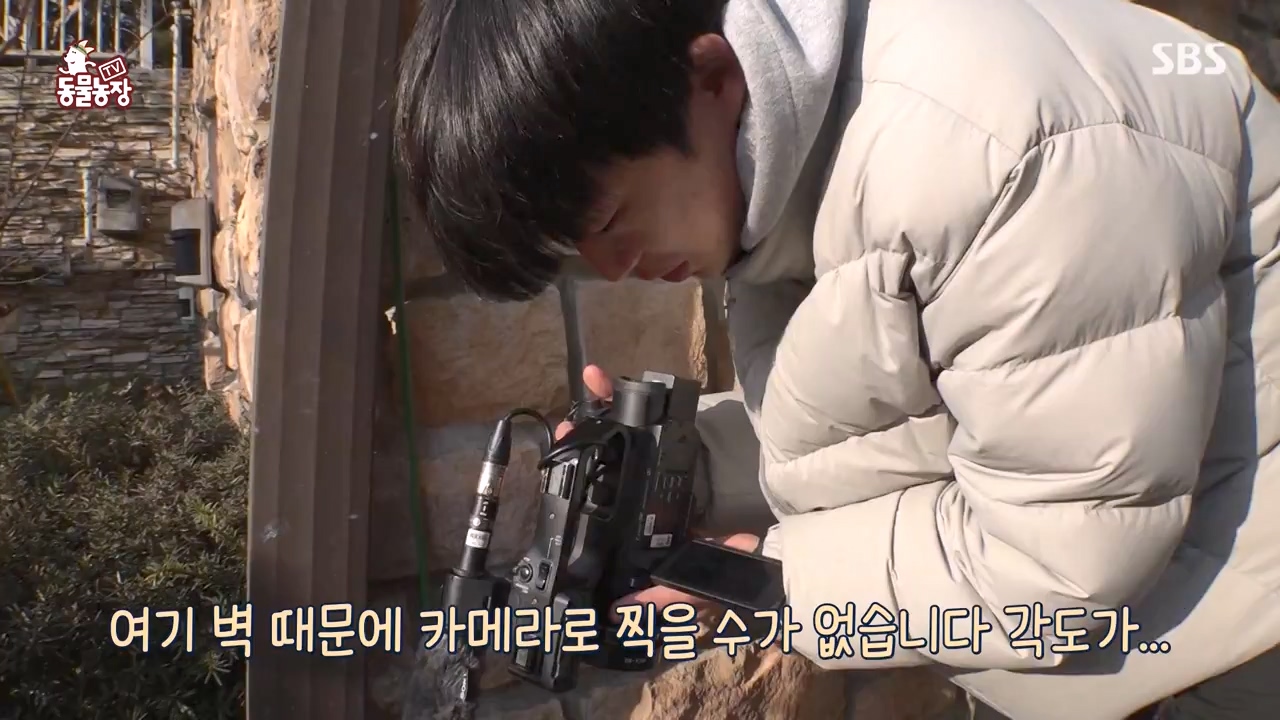 TV 동물농장.E1156.240129p-NEXT.mp4_20240128_191741.992.jpg