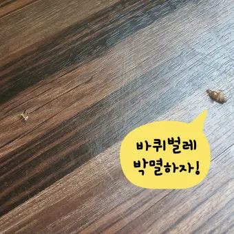 바퀴벌레 퇴치방법 총정리_20