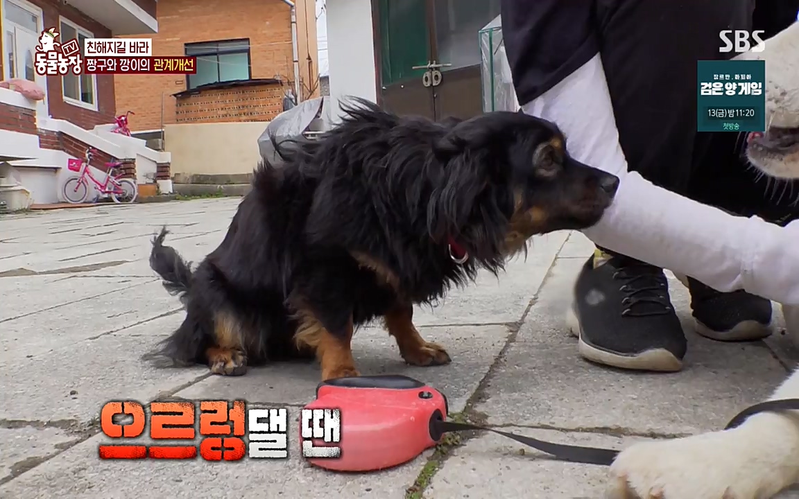 TV 동물농장.E1068.220509p-NEXT.mp4_20220508_173836.057.jpg