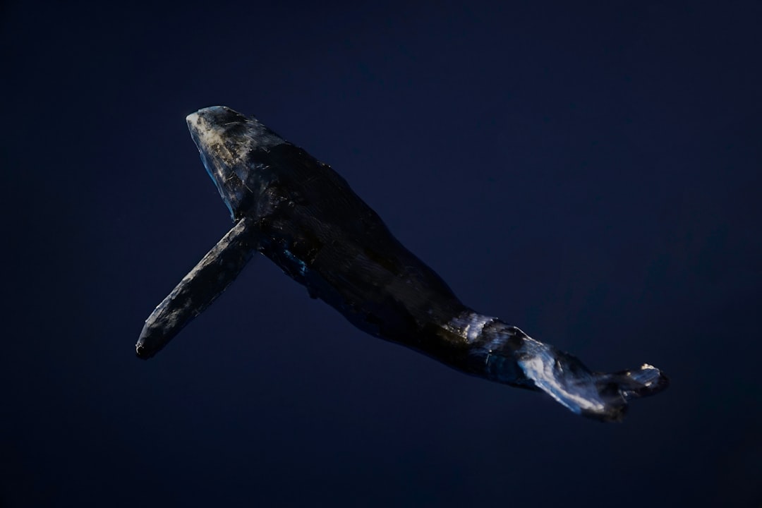 Whale