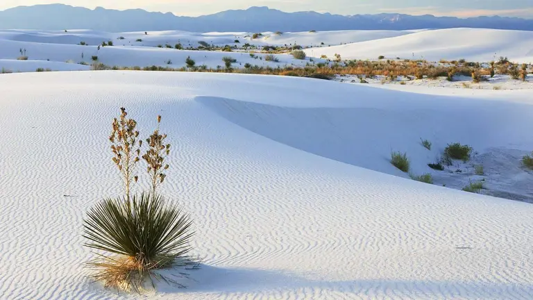 화이트 샌 듄이름에 걸맞은 하얀 색의 모래 사막 풍경