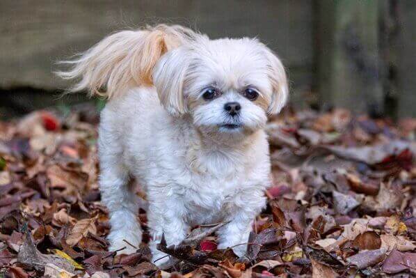 낙엽-위를-걷고-있는-귀여운-개