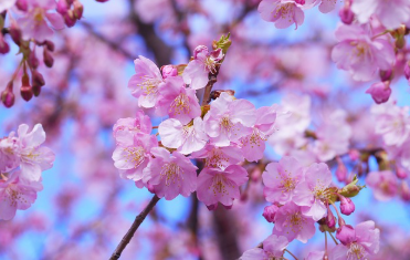 경주 벚꽃