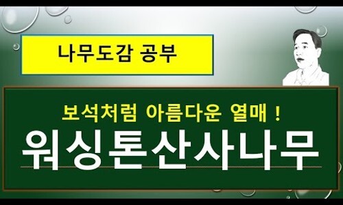 킹나무 이미지