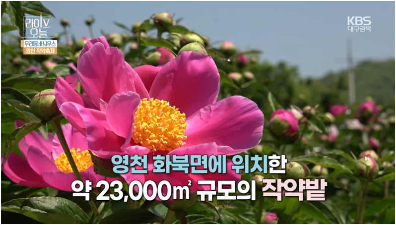 출처; KBS대구경북뉴스