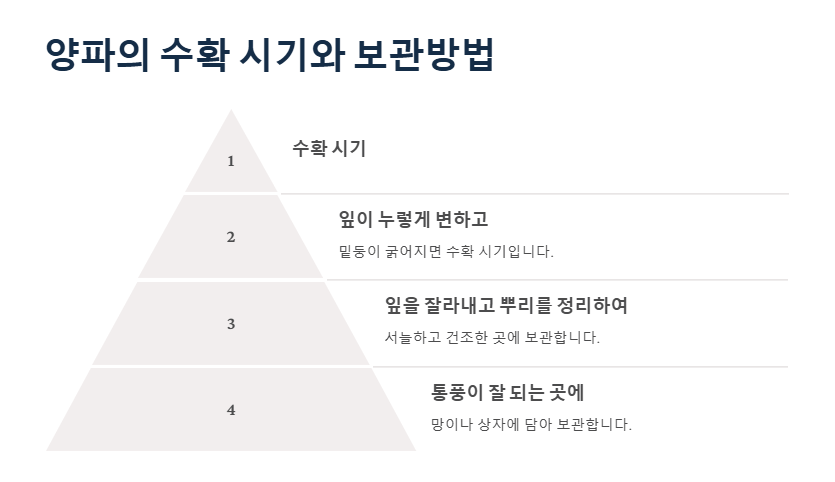 양파 수확 및 보관