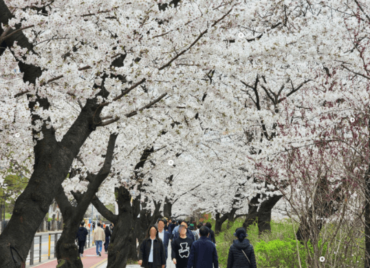  서울 벚꽃 명소 여의도 
