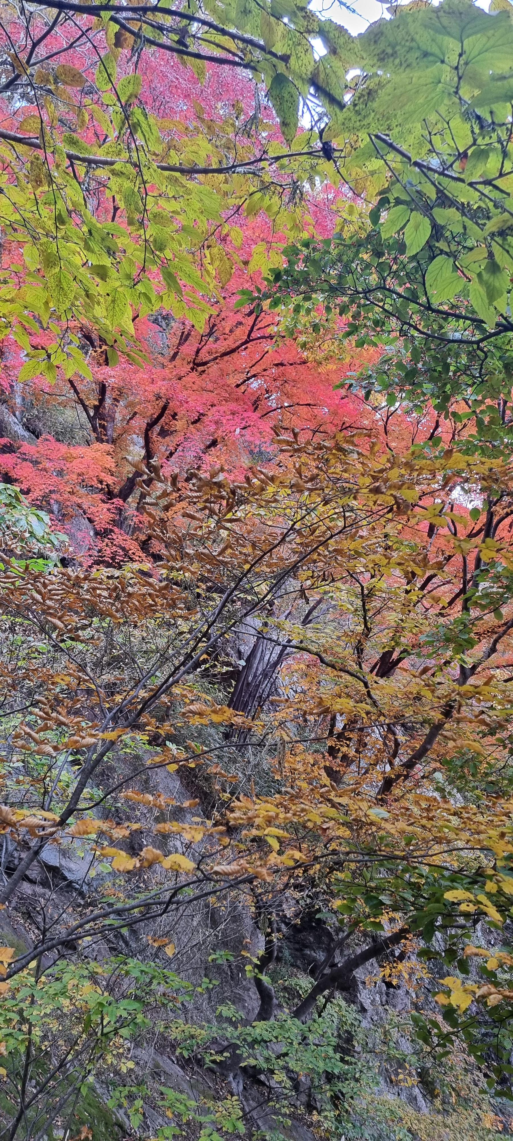 내장산 단풍철 불출봉 등산 코스 리뷰! (feat. 국립공원 스탬프 투어) 6