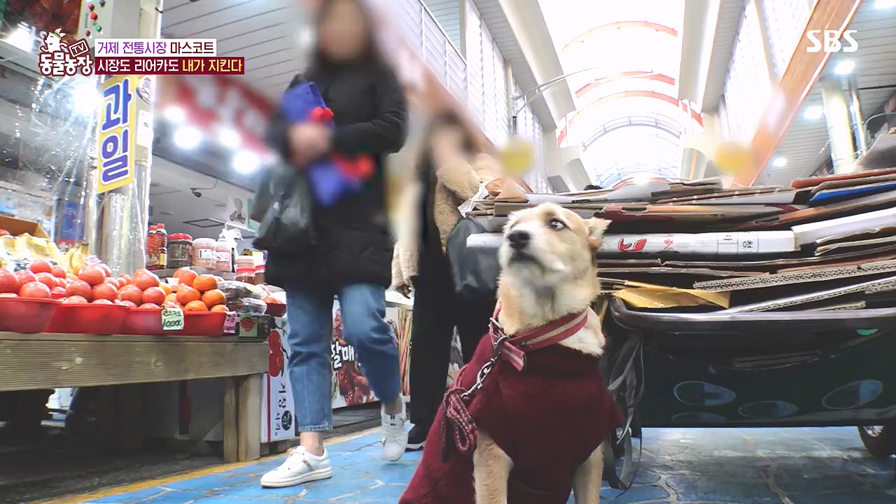 TV 동물농장.E1153.240108p-NEXT.mp4_20240107_173838.729.jpg