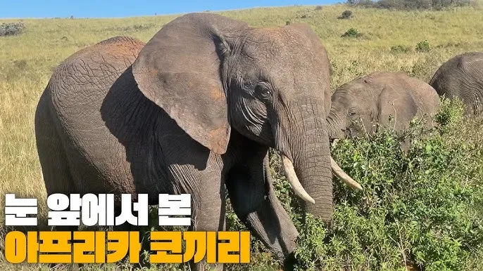 아프리카 마사이마라 사파리투어정보_3
