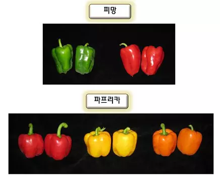 피망 이미지