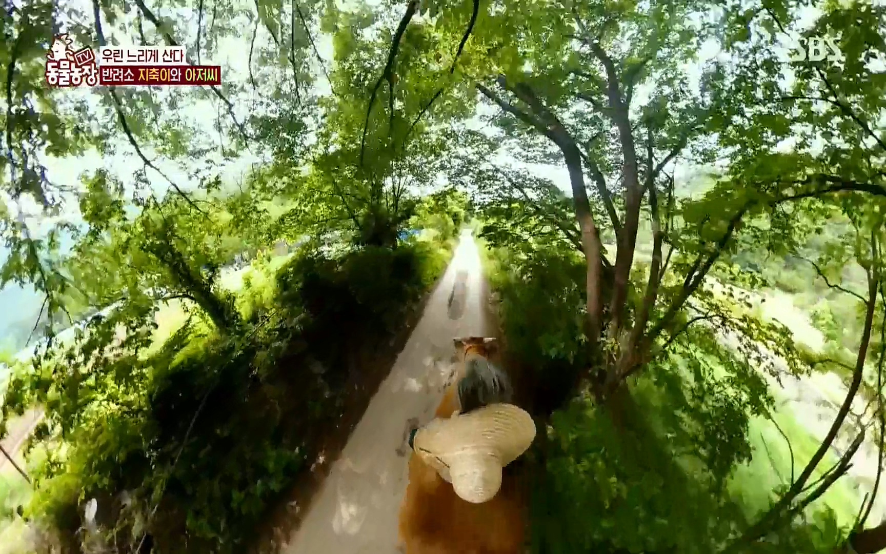 TV 동물농장.E1074.220619p.H264-F1RST.mp4_20220619_181307.231.jpg