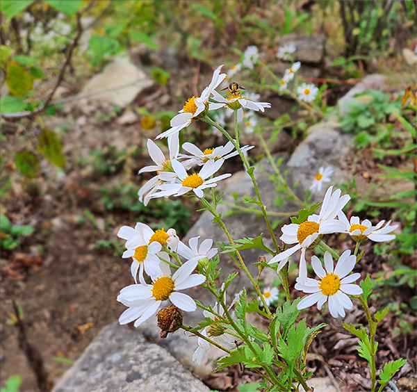 /초가을 풍경 도봉산 16