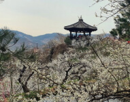 광양매화축제