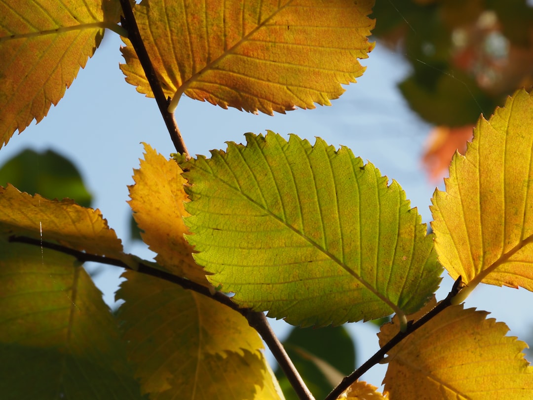 Elm