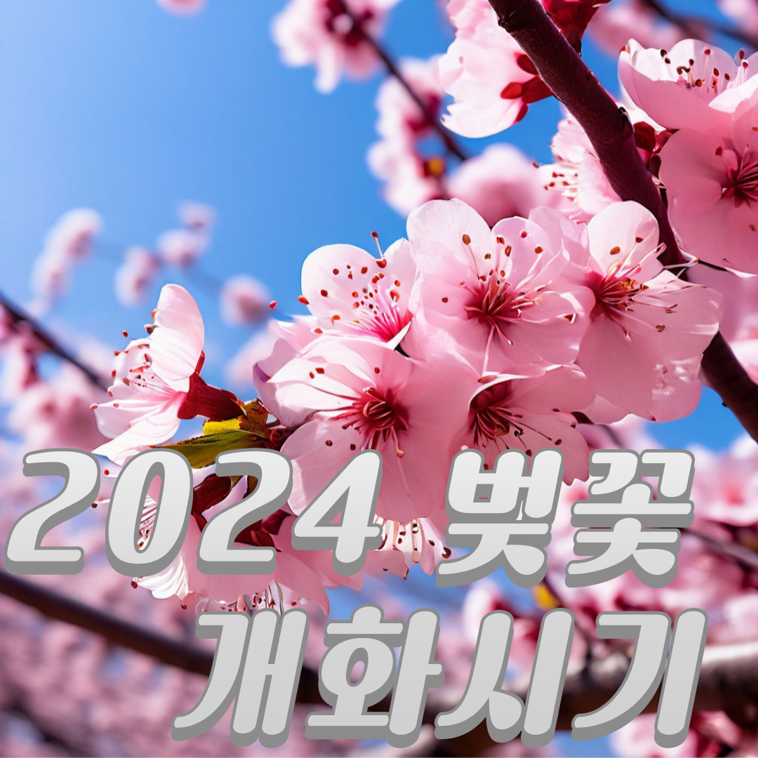 2024 벚꽃 개화시기