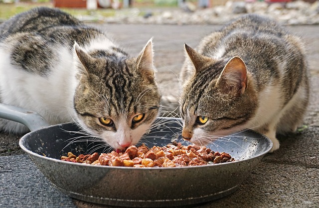 사료-먹는-두-마리의-고양이-사진