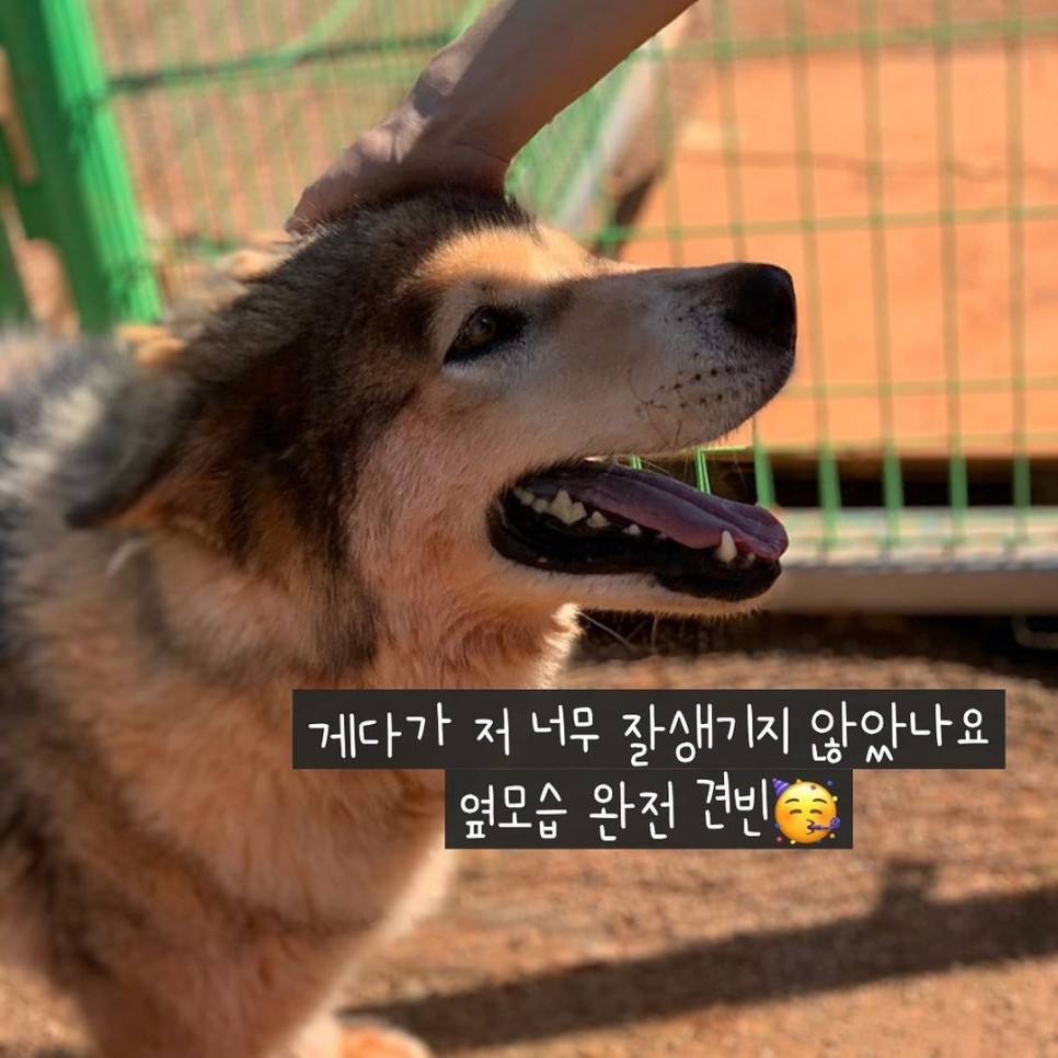 순둥이 록키의 가족찾기 대형견 유기견입양 말라뮤트 1