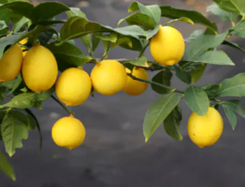 레몬5