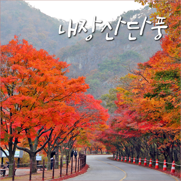 11/5 장산 단풍 절정의 정읍 내장사 13