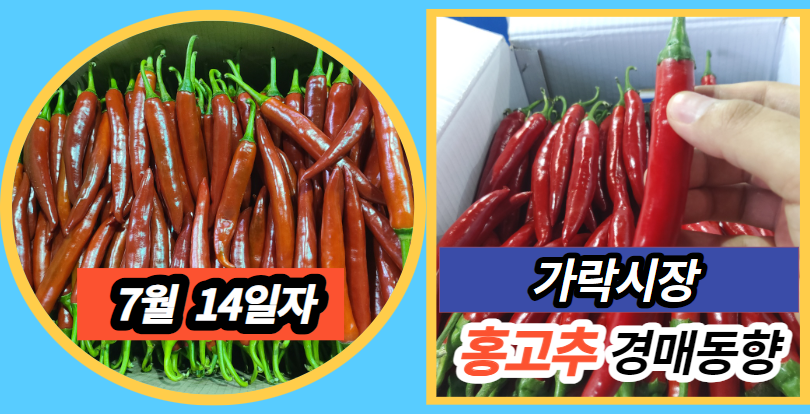  [경매사 일일보고] 7월 14일자 가락시장 홍고추 경매동향을 살펴보겠습니다!