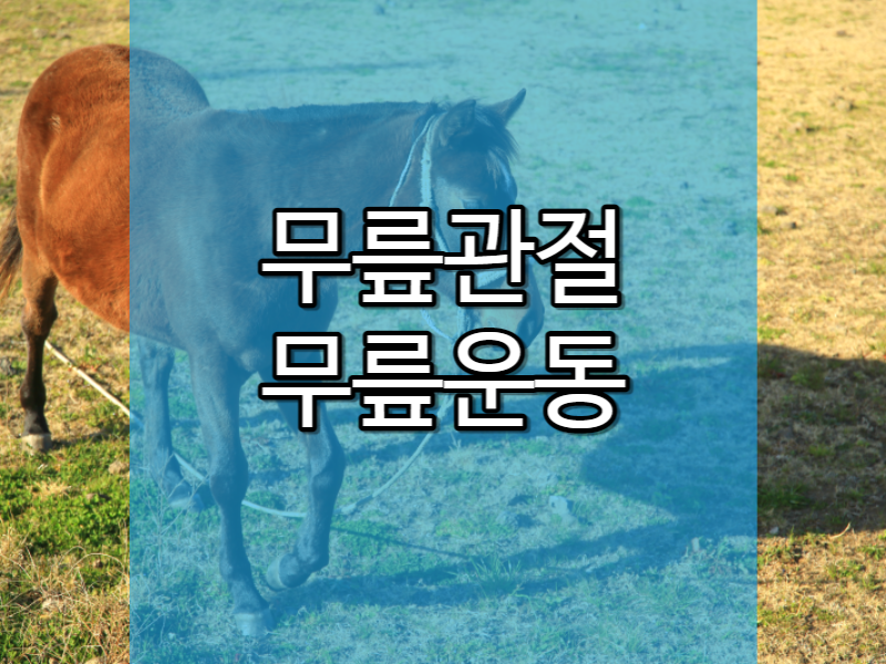  무릅관절 강화운동과 주의점