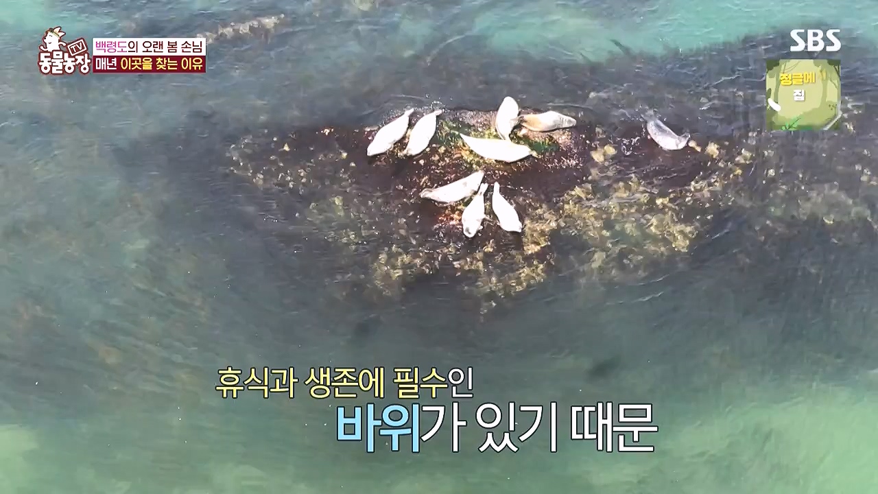 TV 동물농장.E1183.240805p-NEXT.mp4_20240804_154955.436.jpg
