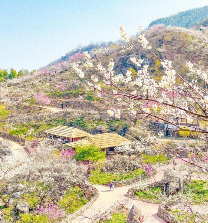 광양 매화마을 전경