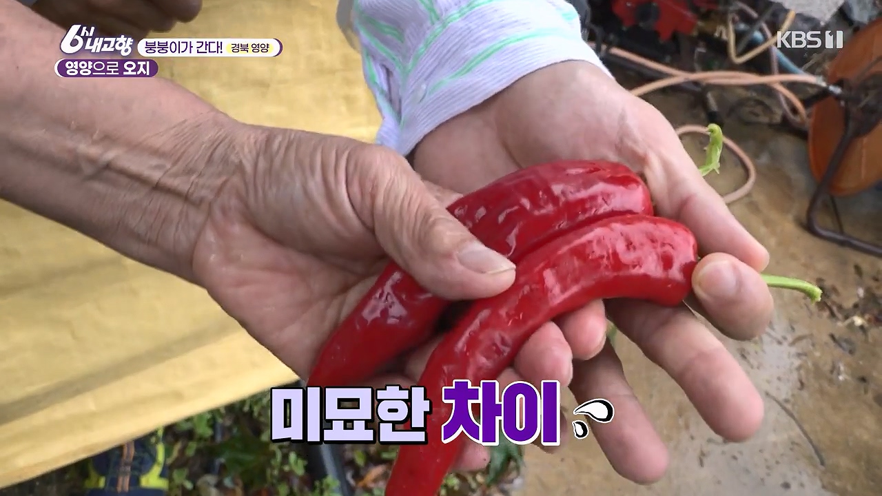 6시 내고향.E7878.230912p-NEXT.mp4_20230918_203943.792.jpg