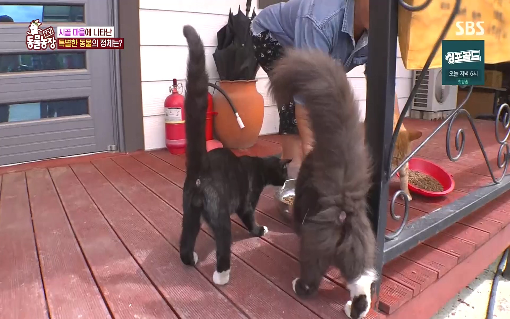 TV 동물농장.E1088.220925p.H264-F1RST.mp4_20220925_174405.414.jpg