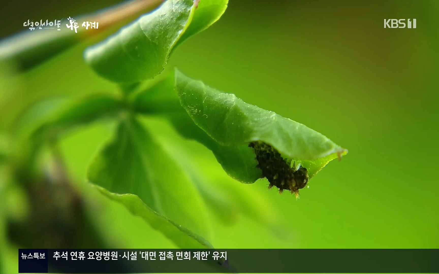 다큐 인사이트.E124.220908p.H264-F1RST.mp4_20220912_143730.076.jpg