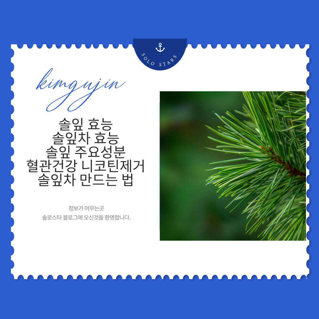 솔잎 사진