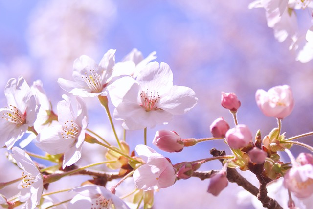 경상도 벚꽃 명소 추천