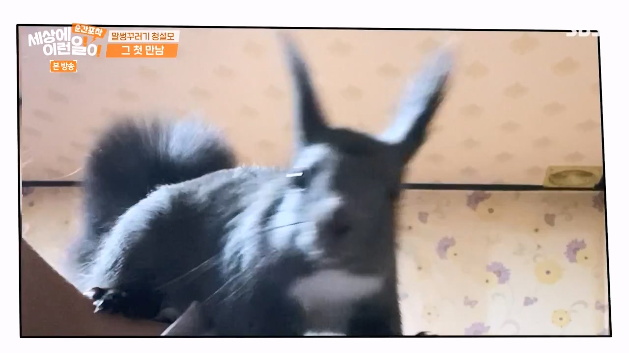 순간포착 세상에 이런일이.E1242.230820p-NEXT.mp4_20230820_190720.764.jpg