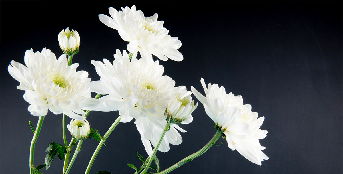 고인의 넋을 기리는 흰색 국화꽃