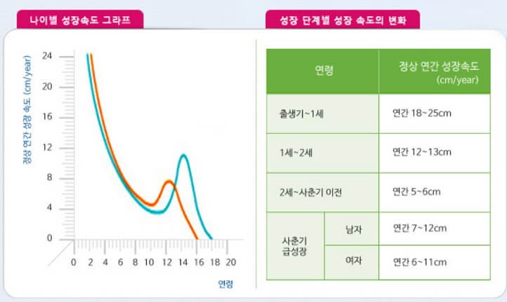 키-성장-골든타임-급성장-시기-그래프
