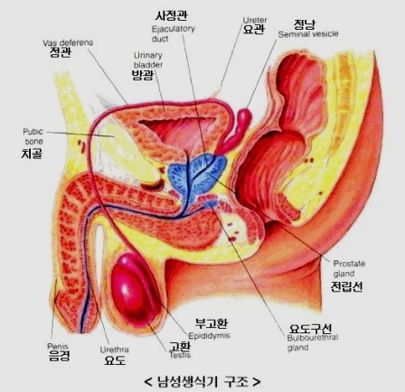  남자 소변 자주 마려움 증상 전립선 비대증이 원인일수도