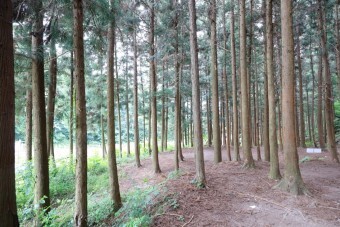 장성 축령산 편백숲