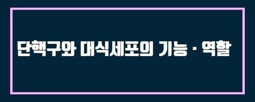  단핵구와 대식세포의 기능 · 역할